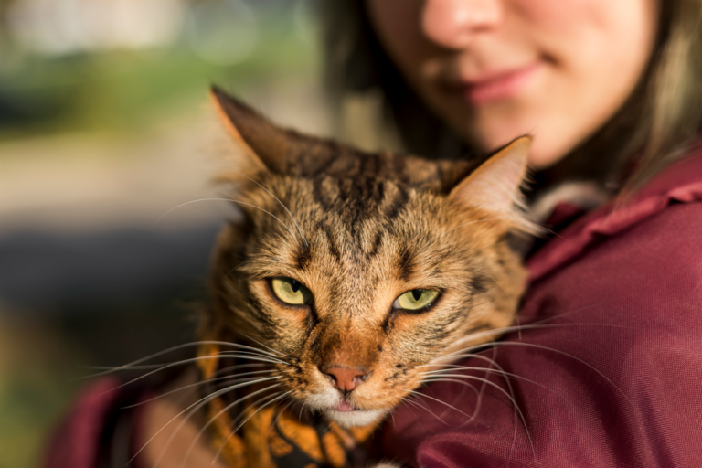 Como educar gatos resgatados: orientações práticas para uma transição suave