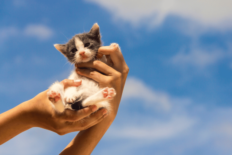 Tudo o Que Você Precisa Saber Antes de Adotar um Gato!